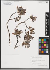 Foto von Salix appendiculata Vill.